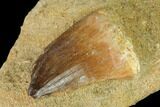 Mosasaur (Prognathodon) Tooth In Rock - Morocco #143752-2